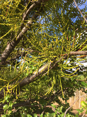 Misodendrum punctulatum