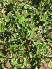 Nothofagus antarctica