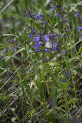 Dracocephalum nutans