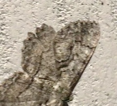 Cymatophora approximaria