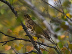 Zoothera aurea
