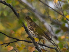 Zoothera aurea