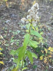 Solidago lepida