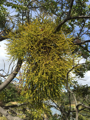 Misodendrum punctulatum