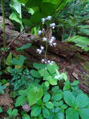 Tiarella
