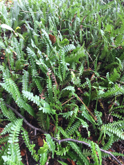 Blechnum penna-marina