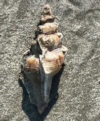 Pterochelus triformis