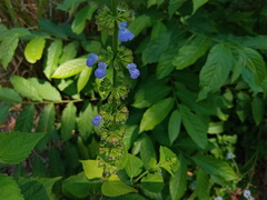 Salvia languidula