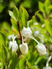 Enkianthus perulatus