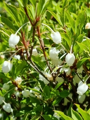 Enkianthus perulatus