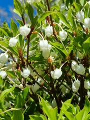 Enkianthus perulatus