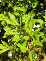Enkianthus perulatus