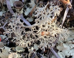 Cladonia rangiferina