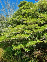 Enkianthus perulatus