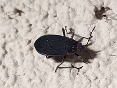 Melacoryphus rubicollis