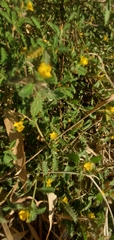 Turnera diffusa