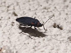 Melacoryphus rubicollis