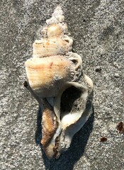 Pterochelus triformis