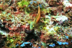 Notoclinops yaldwyni