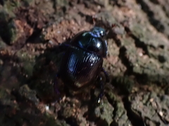 Geotrupidae