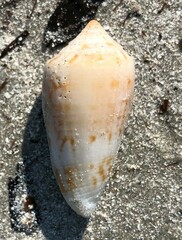 Conus anemone