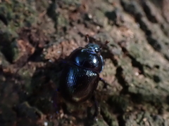 Geotrupidae
