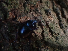 Geotrupidae