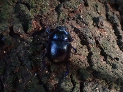 Geotrupidae