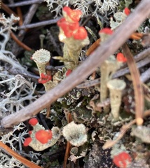 Cladonia pleurota