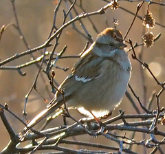 Spizelloides arborea