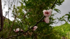 Prunus