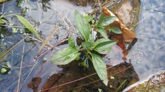 Ludwigia palustris