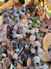 Coprinellus