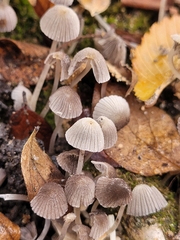 Coprinellus