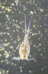 Copepoda