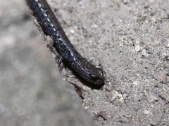 Batrachoseps nigriventris