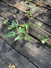 Smilax bona-nox
