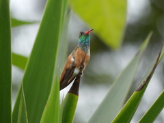 Amazilis amazilia