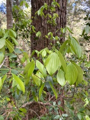 Trochocarpa laurina