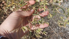 Brickellia eupatorioides corymbulosa