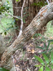 Trochocarpa laurina
