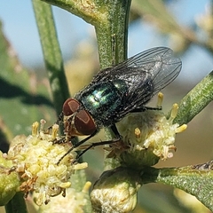 Cochliomyia