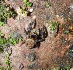 Salticinae