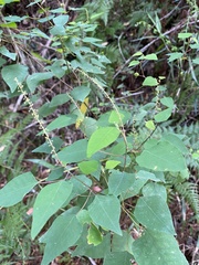 Homalanthus stillingiifolius