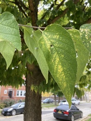 Celtis occidentalis