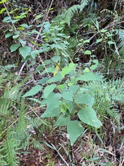 Homalanthus stillingiifolius