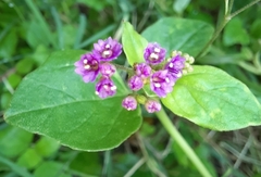 Boerhavia diffusa
