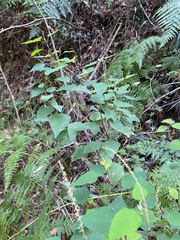 Homalanthus stillingiifolius