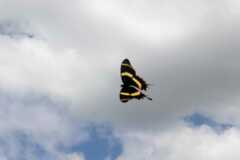 Papilio garamas