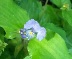 Commelina